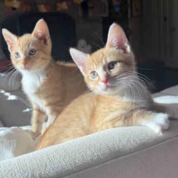 Slinky -  Domestic Short Hair Cat for Adoption in Asheville, North Carolina - Slinky | PetCurious