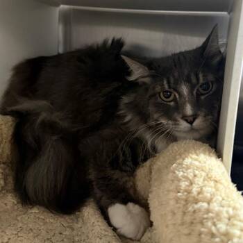 Domestic Medium Hair Cats Available for Adoption in Cedaredge, Colorado - Blue Daddy Is At Petsmart GJ | PetCurious