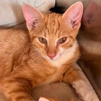 Tang -  Domestic Short Hair Cat for Adoption in Lynchburg, Virginia - Tang | PetCurious