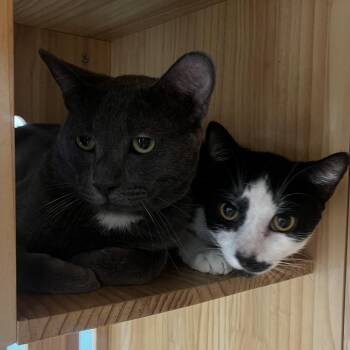 Lincoln -  Domestic Short Hair Cat for Adoption in Yucca Valley, California - Lincoln | PetCurious