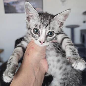 Ducky -  Domestic Short Hair Cat for Adoption in Midland, Texas - Ducky | PetCurious