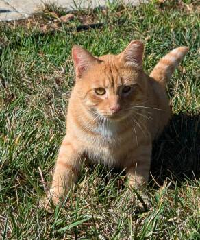 Belly -  Domestic Short Hair Cat for Adoption in San Jose, California - Belly | PetCurious