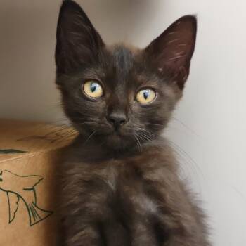 Kettle -  Domestic Short Hair Cat for Adoption in Sarasota, Florida - Kettle | PetCurious