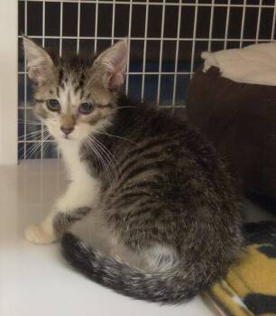 Moana (Available 10/2/26) -  Domestic Short Hair and Tabby Cat for Adoption in Williamsburg, Iowa - Moana (Available 10/2/26) | PetCurious