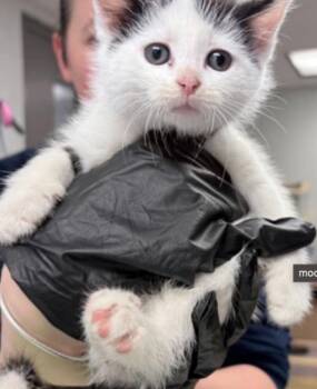 Moo Mew -  Domestic Short Hair Cat for Adoption in Cincinnati, Ohio - Moo Mew | PetCurious