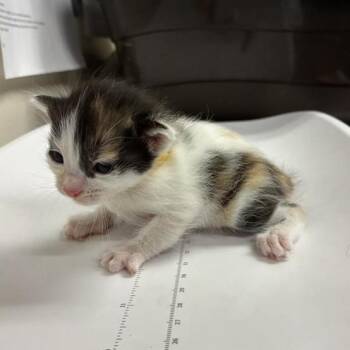 Pancake -  Domestic Short Hair Cat for Adoption in Pasadena, California - Pancake | PetCurious
