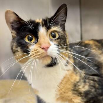 Callie -  Calico Cat for Adoption in Winchendon, Massachusetts - Callie | PetCurious