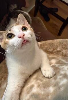 Mable -  Domestic Short Hair Cat for Adoption in Statesboro, Georgia - Mable | PetCurious