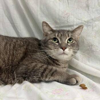 Rescue Domestic Short Hair Cats for Adoption in Lyndhurst, Virginia - Aventus | PetCurious