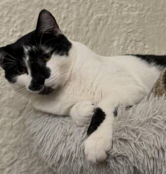 Domestic Short Hair Cats Available for Adoption - Ollie | PetCurious