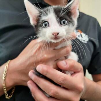 Feesh -  Domestic Short Hair Cat for Adoption in Austin, Texas - Feesh | PetCurious
