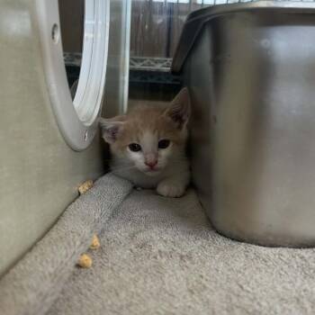 Rumpus -  Domestic Short Hair Cat for Adoption in West Olive, Michigan - Rumpus | PetCurious