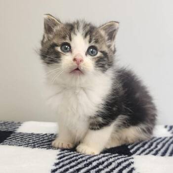 Greta -  Domestic Short Hair Cat Available for Adoption in Toledo, Ohio - Greta | PetCurious