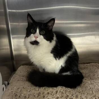 Double Stuffed Oreo -  Domestic Medium Hair and Domestic Short Hair Cat for Adoption in Wheaton, Illinois - Double Stuffed Oreo | PetCurious