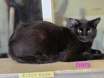 Domestic Short Hair Cats Available for Adoption - Hera | PetCurious