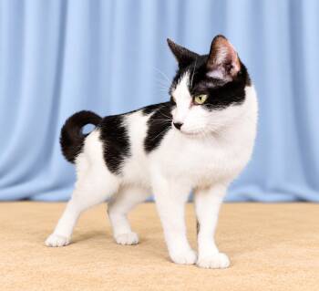 DETTA -  Domestic Short Hair Cat for Adoption in Pasadena, California - DETTA | PetCurious