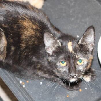 Cera -  Domestic Short Hair Cat for Adoption in Cleveland, Mississippi - Cera | PetCurious