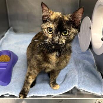 Domestic Short Hair Cats Available for Adoption in Warrensburg, Missouri - Yolanda | PetCurious
