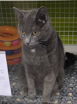 Luna -  Domestic Short Hair Cat Available for Adoption in Dunellen, New Jersey - Luna | PetCurious