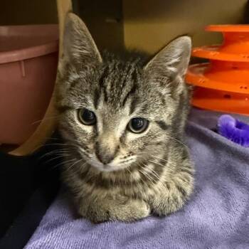 Hustle -  Domestic Short Hair Cat for Adoption in Middlebury, Vermont - Hustle | PetCurious