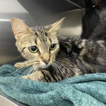 Birdie -  Domestic Short Hair Cat for Adoption in Corbin, Kentucky - Birdie | PetCurious
