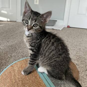Domestic Short Hair Cats Available for Adoption in Potomac, Maryland - Izzy | PetCurious