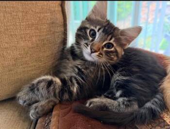 Rescue Domestic Short Hair Cats for Adoption in Folsom, California - Beatle | PetCurious