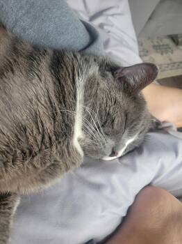 Rescue Domestic Short Hair Cats for Adoption in Seattle, Washington - Buddy | PetCurious