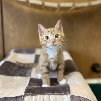 Cloak--In Foster -  Domestic Short Hair Cat for Adoption in Fargo, North Dakota - Cloak--In Foster | PetCurious