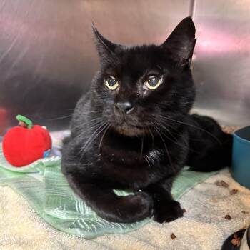 Banner -  Domestic Short Hair Cat for Adoption in Myerstown, Pennsylvania - Banner | PetCurious