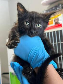 Kessa -  Domestic Short Hair Cat for Adoption in Bolivar, Missouri - Kessa | PetCurious