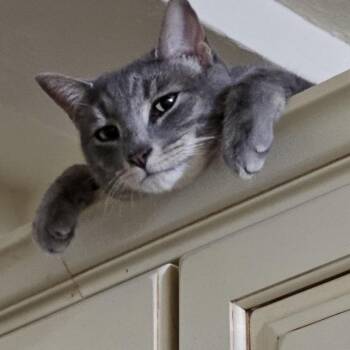 Fitufino -  Domestic Short Hair Cat for Adoption in New York, New York - Fitufino | PetCurious