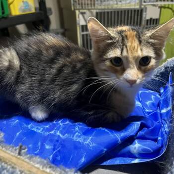Miss Piggy -  Domestic Short Hair Cat for Adoption in Hamilton, Ontario - Miss Piggy | PetCurious