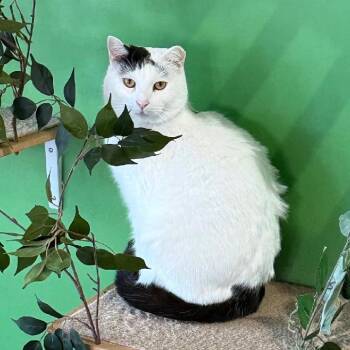 Domestic Short Hair Cats Available for Adoption - Domino | PetCurious