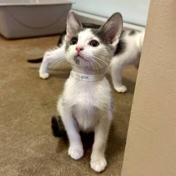 Colgate -  Domestic Short Hair Cat for Adoption in Walnut Creek, California - Colgate | PetCurious