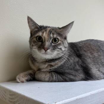 Domestic Short Hair Cats Available for Adoption in Naperville, Illinois - Lisa | PetCurious