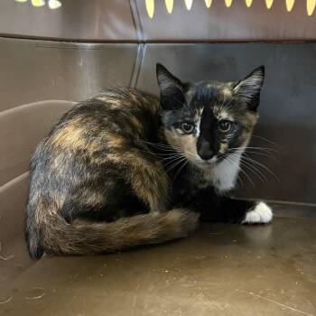 Babbs -  Domestic Short Hair Cat for Adoption in Columbus, North Carolina - Babbs | PetCurious