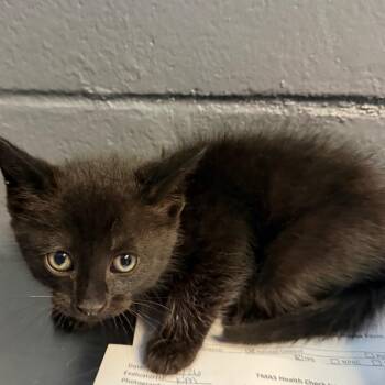 Domestic Short Hair Cats Available for Adoption in Tuscaloosa, Alabama - TUSC-Stray-84207_2 | PetCurious