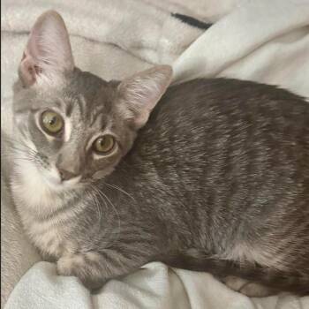 Alvini -  Domestic Short Hair Cat for Adoption in League City, Texas - Alvini | PetCurious