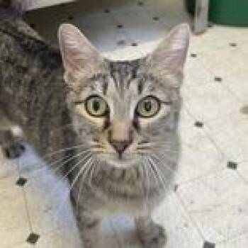 Marmalade - Butler Campus -  Domestic Short Hair Cat for Adoption in Flagstaff, Arizona - Marmalade - Butler Campus | PetCurious