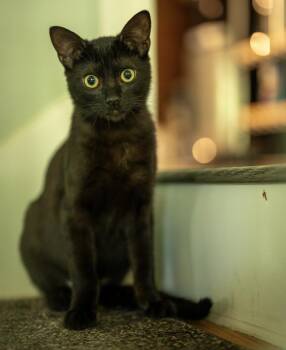 Galegi -  Domestic Short Hair Cat for Adoption in Asheville, North Carolina - Galegi | PetCurious