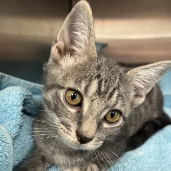 Smokey -  Domestic Short Hair Cat for Adoption in Jupiter, Florida - Smokey | PetCurious