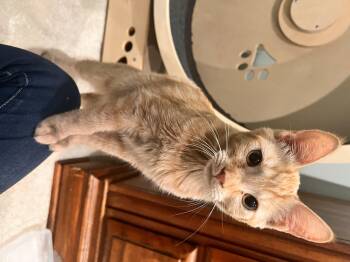 Rescue Domestic Short Hair Cats for Adoption in Kennebunk, Maine - LUMI | PetCurious