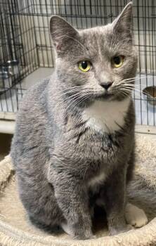 Rescue Domestic Short Hair Cats for Adoption in Lacon, Illinois - Indie | PetCurious