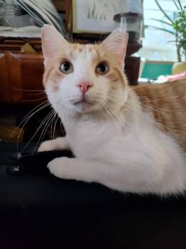 Charlie Johnson -  Domestic Short Hair Cat for Adoption in Cincinnati, Ohio - Charlie Johnson | PetCurious