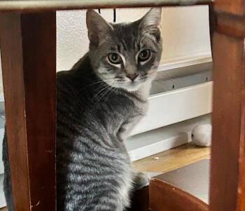 Rescue Domestic Short Hair Cats for Adoption in Sherwood, Oregon - Highland Cow | PetCurious