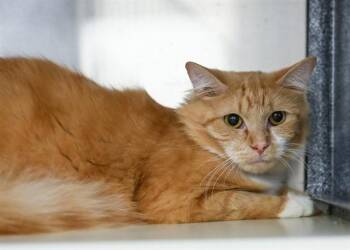FLORIAN -  Domestic Short Hair Cat for Adoption in Colorado Springs, Colorado - FLORIAN | PetCurious