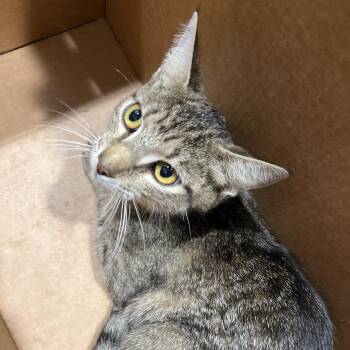 Domestic Short Hair Cats Available for Adoption in Tampa, Florida - Heaven | PetCurious