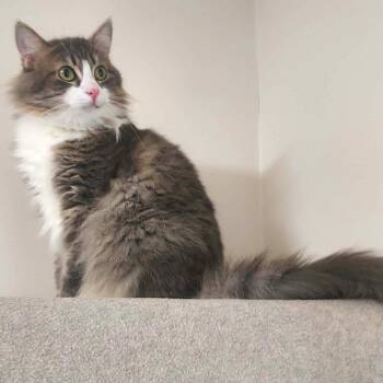 Seymore -  Domestic Long Hair Cat for Adoption in Falls Creek, Pennsylvania - Seymore | PetCurious