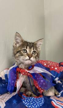 Domestic Short Hair Cats Available for Adoption in Picayune, Mississippi - Windy | PetCurious